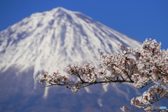 平成最後の春