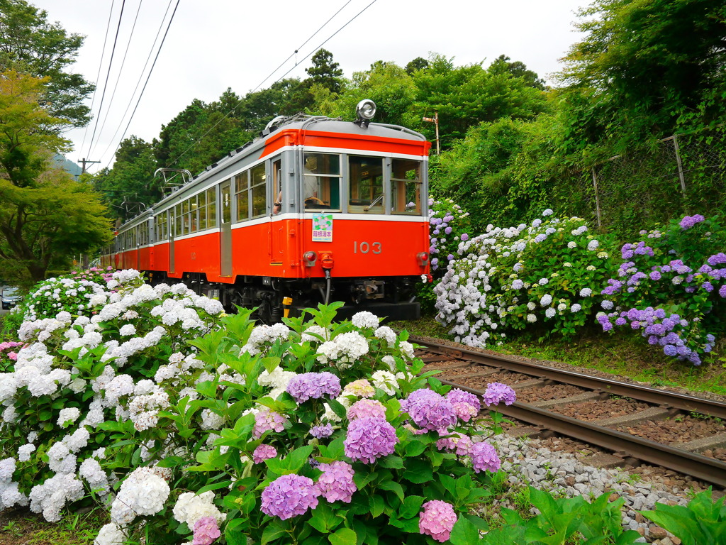 箱根登山鉄道　　アジサイ