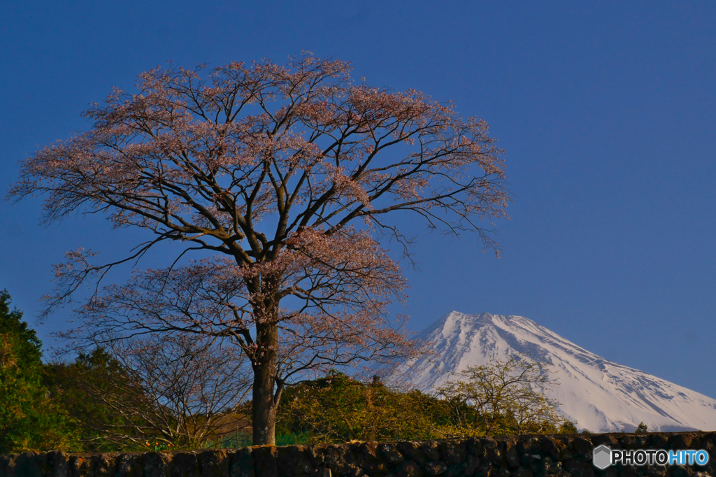 2022年の桜