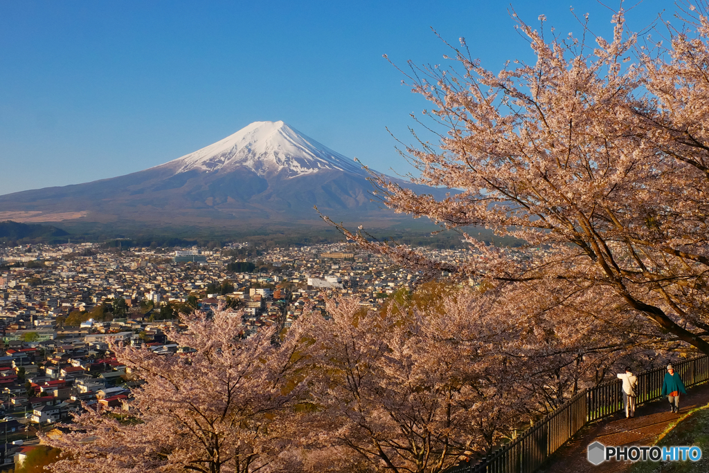 新倉山の桜