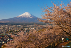 新倉山の桜
