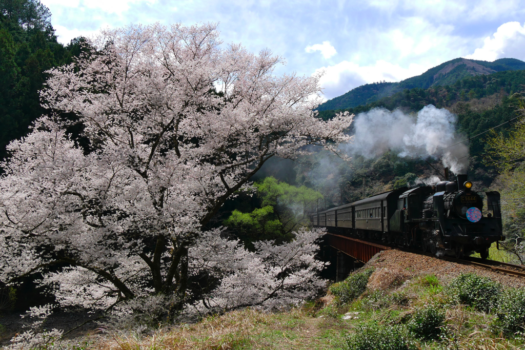 大井川鉄道　SLさくら　笹間渡の桜