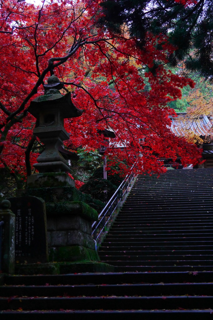最乗寺　紅葉