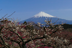 岩本山の梅