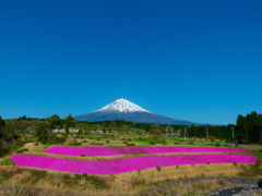 芝桜WITH富士山