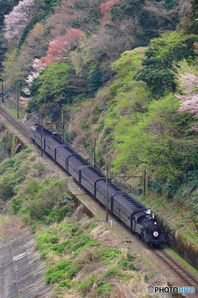 大井川鉄道のＳＬとさくら
