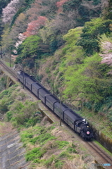 大井川鉄道のＳＬとさくら