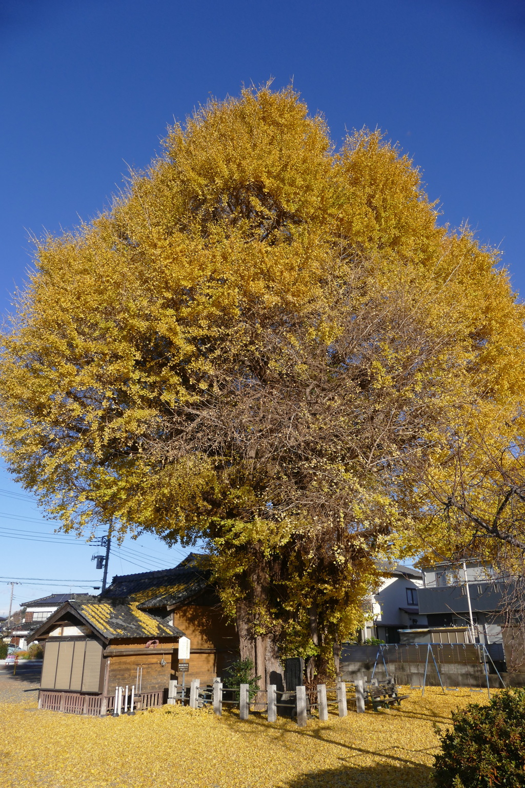 富士岡の銀杏