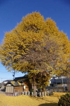 富士岡の銀杏