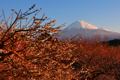 梅園と富士山