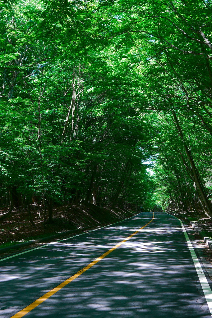 新緑トンネル