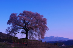 早朝のわに桜