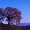 早朝のわに桜