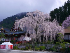 身延山のしだれ桜