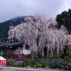 身延山のしだれ桜