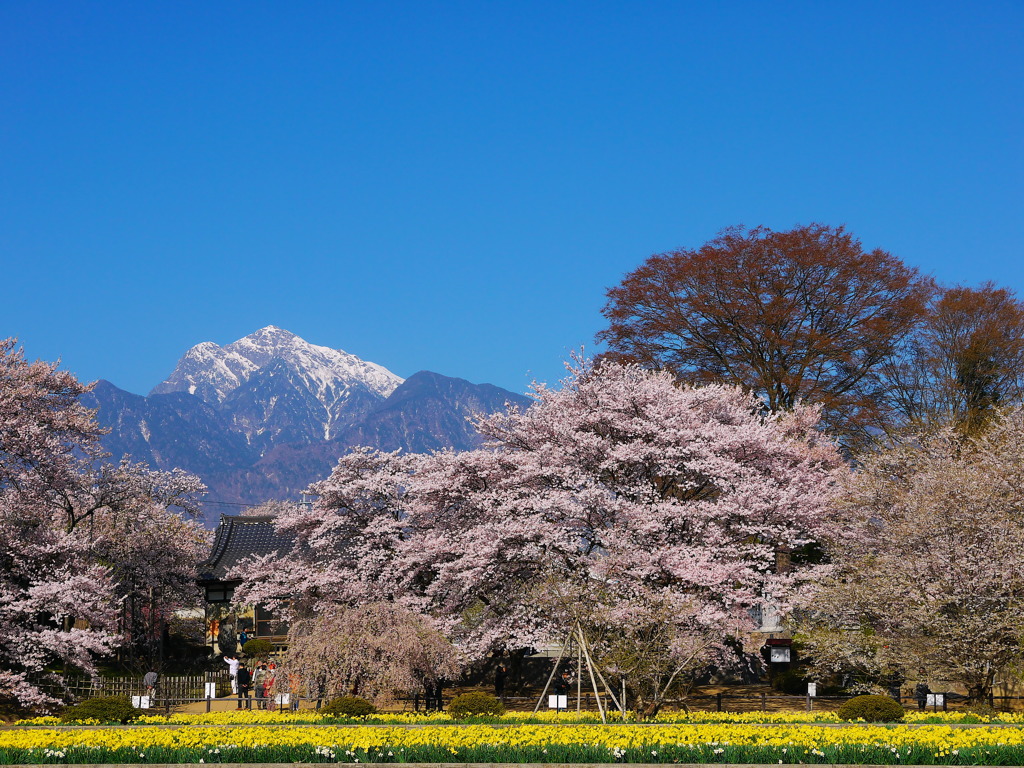 実相寺の神代桜と南アルプス