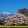 実相寺の神代桜と南アルプス