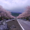冨士霊園　と桜