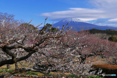 梅と笠雲　富士山
