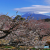 梅と笠雲　富士山
