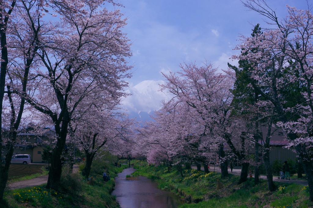 忍野の桜
