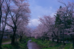 忍野の桜