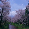 忍野の桜