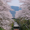 2024山北駅の春