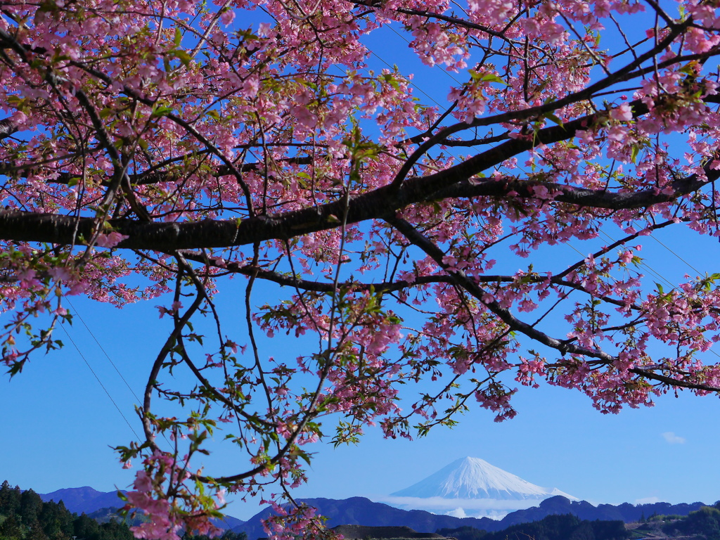 桜と富士