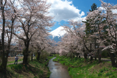忍野の春
