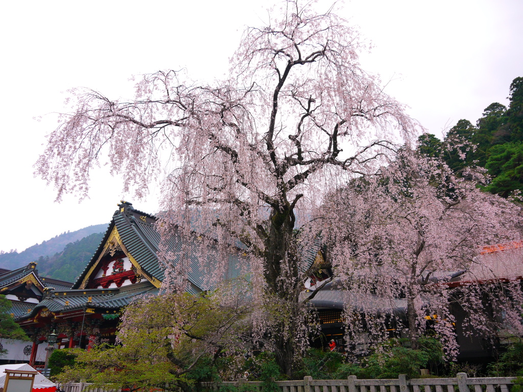 身延山　久遠寺　しだれ桜