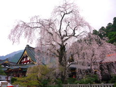 身延山　久遠寺　しだれ桜