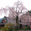身延山　久遠寺　しだれ桜