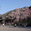 身延山　久遠寺　しだれ桜