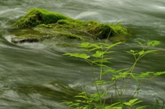 新緑の流れ