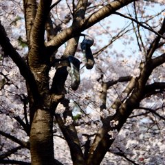 くつした