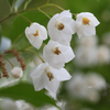 sIMG_8382