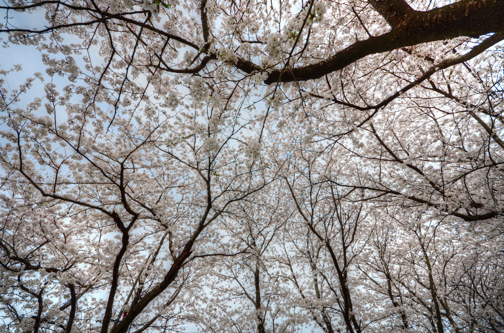 桜のじゅうたん