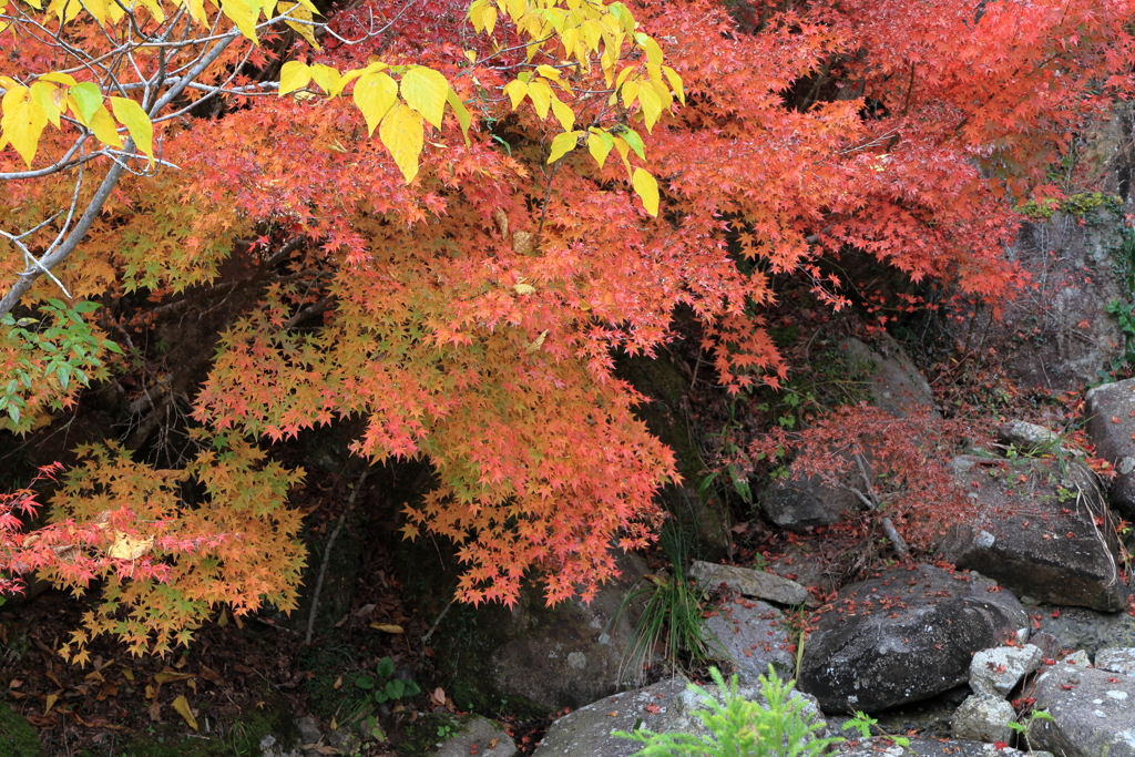 御調八幡宮 (2) 251118-183