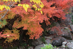 御調八幡宮 (2) 251118-183