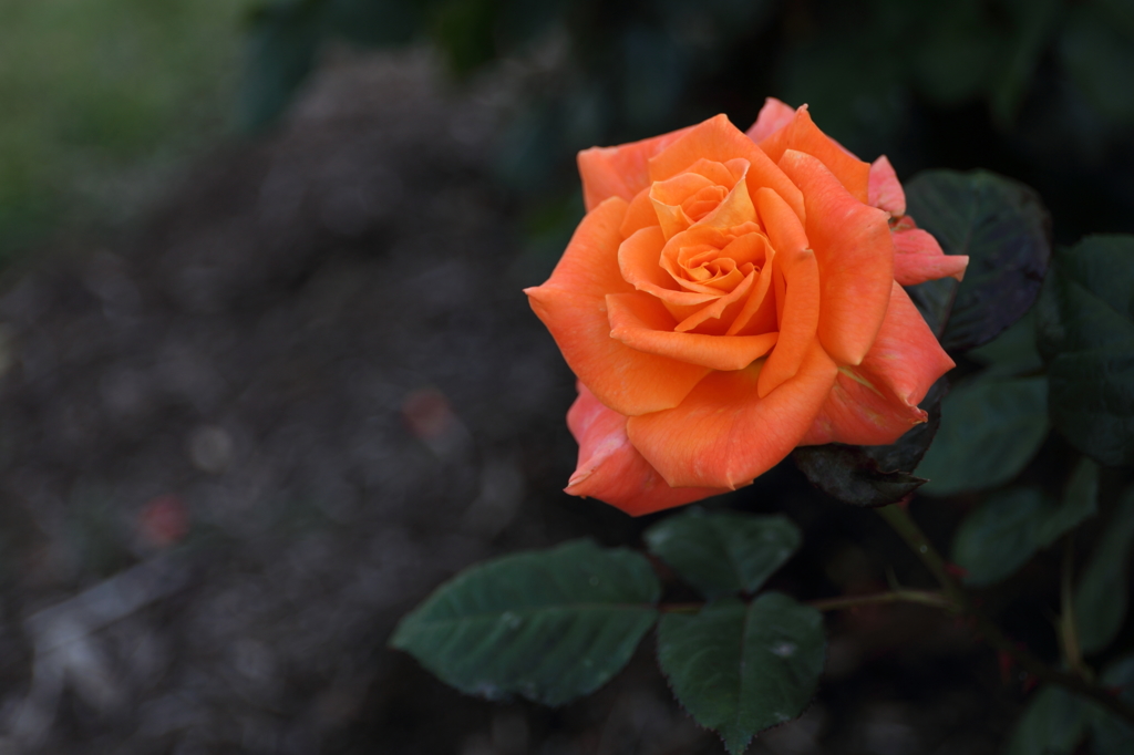 薔薇（３）15.05.13