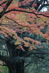 佛通寺(3) 171102-3