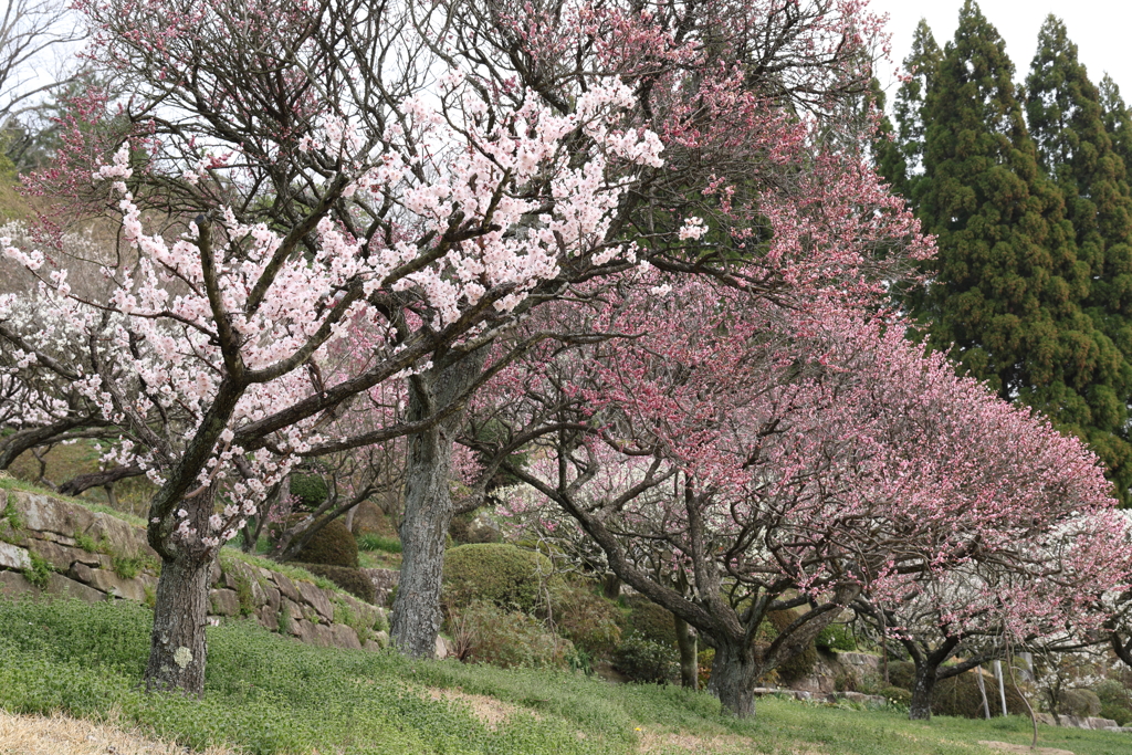 三景園 (5) 250327-798