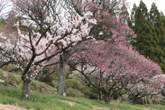 三景園 (5) 250327-798