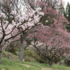 三景園 (5) 250327-798