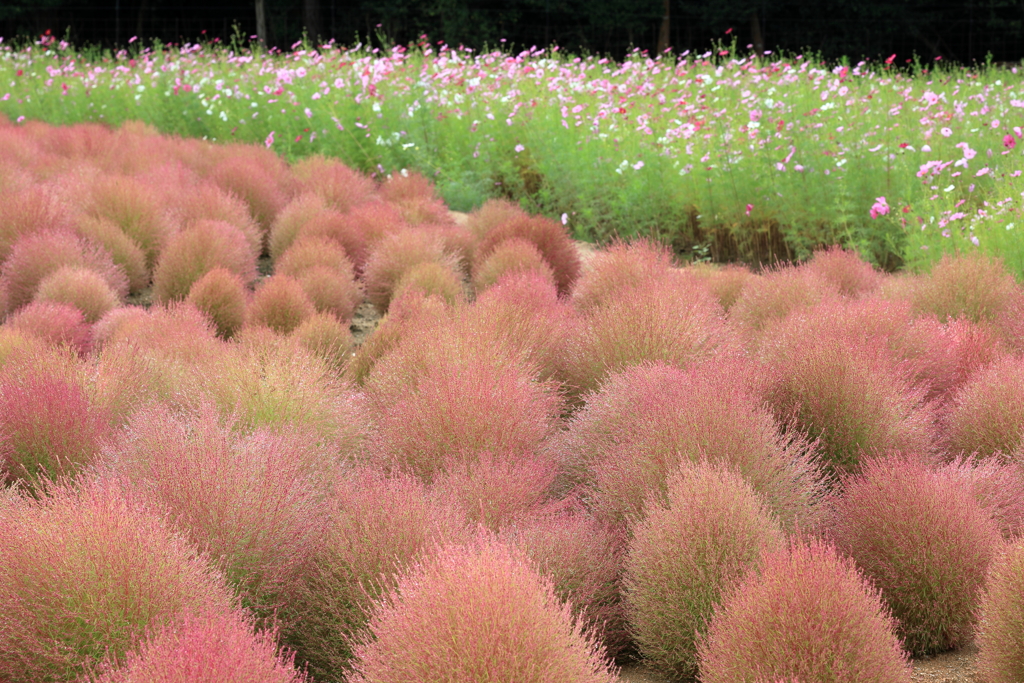 花夢の里 (7) 241009-527