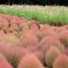 花夢の里 (7) 241009-527