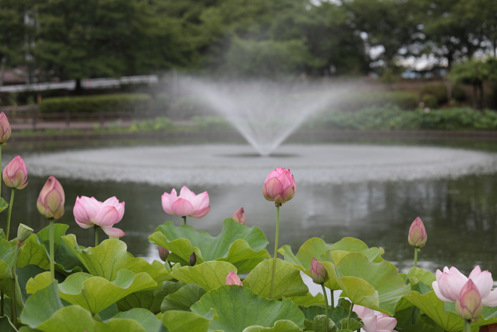 古代ハス in 府中公園(1) 190710-521