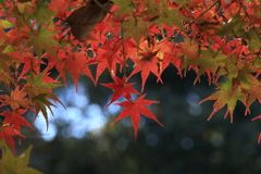 三郎の滝 (5) 251111-6075