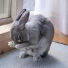 うさぎ２ 250106-595
